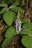 Plectranthus parviflorus