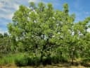 Stryphnodendron adstringens