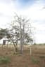 Jacaratia mexicana