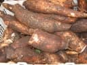 Manihot esculenta