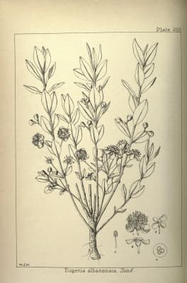 Eugenia capensis