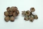 Eucalyptus saligna