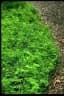 Adiantum aethiopicum