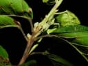 Sloanea laurifolia