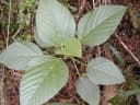 Urera glabra