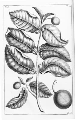 Neolamarckia macrophylla