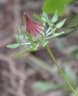 Hibiscus surattensis