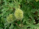 Girardinia diversifolia