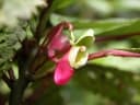 Impatiens niamniamensis