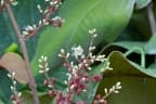 Miconia impetiolaris