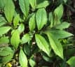 Embelia tsjeriam-cottam