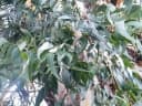 Eucalyptus viminalis