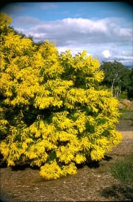 Acacia decurrens