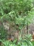 Malpighia glabra