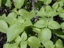 Ocimum gratissimum