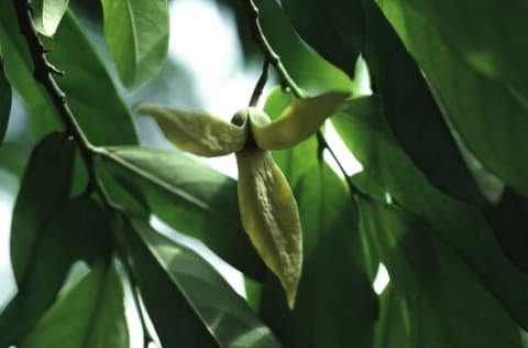 Annickia chlorantha