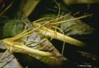 Ravenala madagascariensis