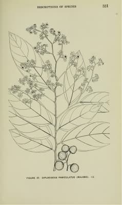 Diplodiscus paniculatus