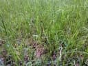 Panicum sumatrense