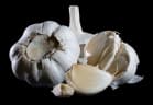 Allium sativum
