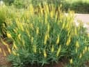 Aloe tenuior
