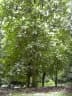 Artocarpus odoratissimus