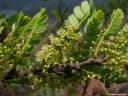 Phyllanthus emblica