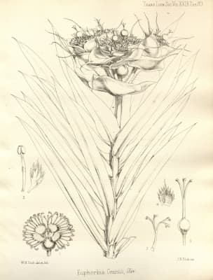 Euphorbia grantii
