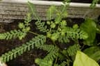 Phyllanthus amarus