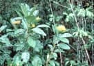 Deplanchea speciosa