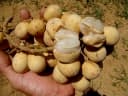 Lansium domesticum
