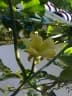 Sicana odorifera