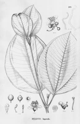 Bellucia dichotoma