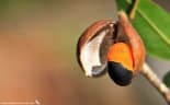 Copaifera langsdorffii