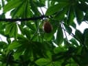 Jacaratia spinosa