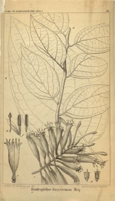 Dendrophthoe incarnata