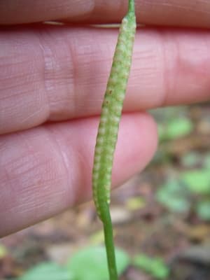 Ophioglossum reticulatum