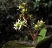 Asteropeia rhopaloides