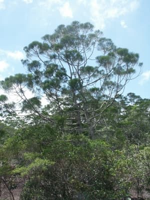 Gymnostoma deplancheanum