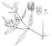 Pfaffia paniculata