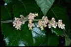 Davidsonia pruriens