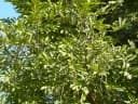 Diospyros mespiliformis