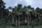 Mauritia flexuosa
