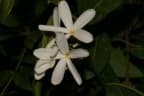 Landolphia heudelotii