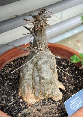 Momordica rostrata