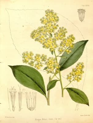 Blumea milnei