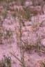 Lapeirousia littoralis