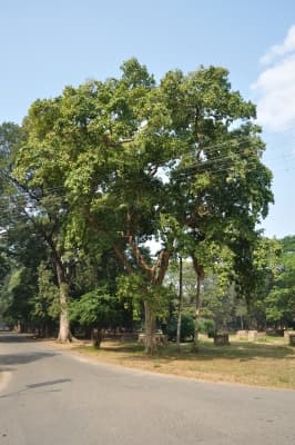 Mitragyna parvifolia