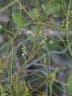 Cassytha filiformis