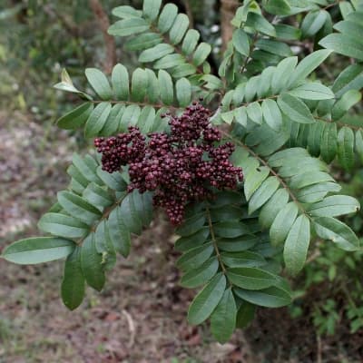 Zanthoxylum rhoifolium